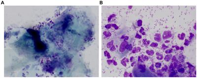 Non-invasive evaluation of cytokine expression using the cerumen of dogs with otitis externa